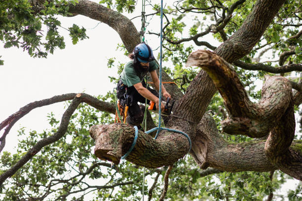 Best Utility Line Clearance  in Liberty, TX