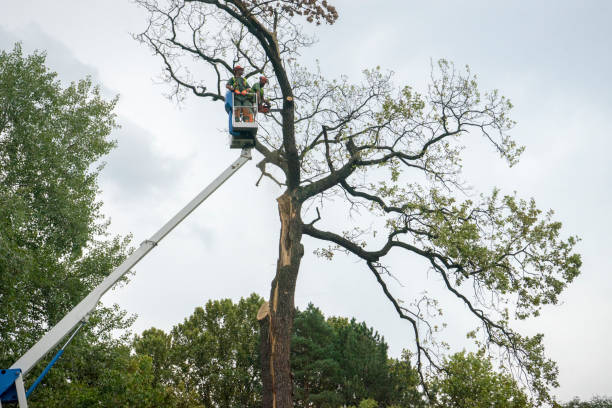 Best Tree and Shrub Care  in Liberty, TX