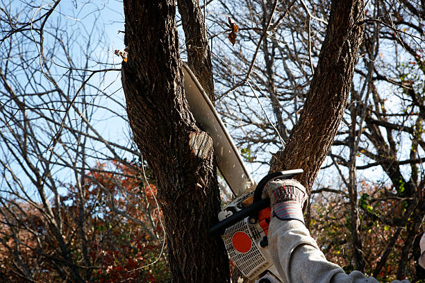 Best Seasonal Cleanup (Spring/Fall)  in Liberty, TX