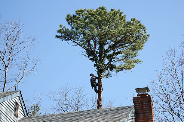 Liberty, TX Tree Removal Services Company